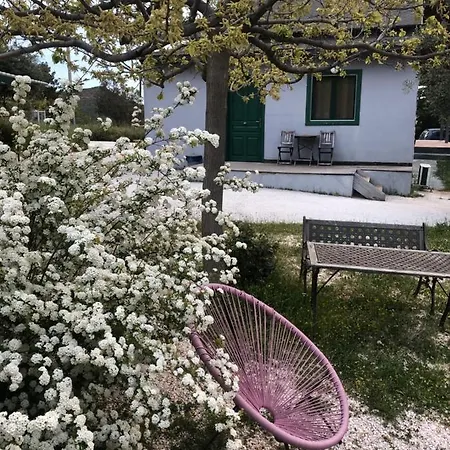 Olive Grove Anavyssos
