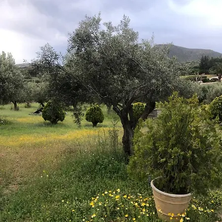 Olive Grove *
