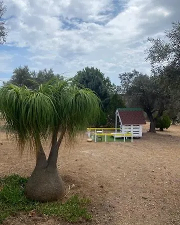 Olive Grove *