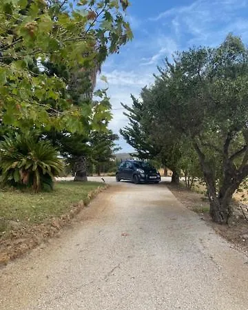 Olive Grove Anavyssos